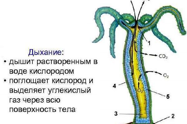 Kraken ссылка krakens13 at